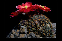 Mediolobivia pygmaea fma. WR 295