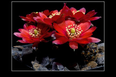 Mediolobivia pygmaea fma. WR 295