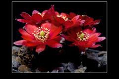 Mediolobivia pygmaea fma. WR 295