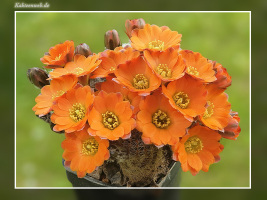 Mediolobivia pygmaea fma. WR 508a