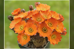 Mediolobivia pygmaea fma. WR 508a