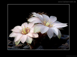 Mediolobivia pygmaea var. eos RH0330a