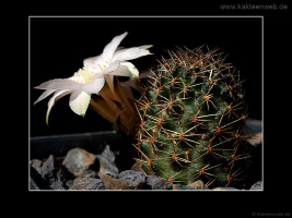 Mediolobivia pygmaea var. eos RH0330a