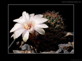 Mediolobivia pygmaea var. eos RH0330a