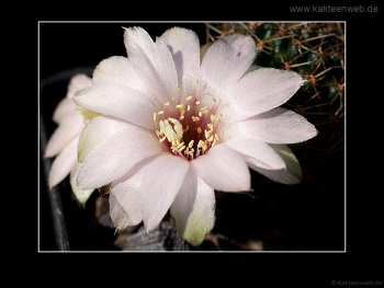 Mediolobivia pygmaea var. eos RH0330a