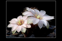 Mediolobivia pygmaea var. eos RH0330a