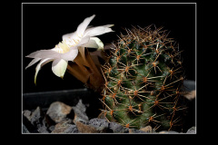 Mediolobivia pygmaea var. eos RH0330a