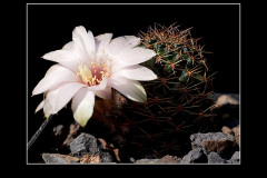 Mediolobivia pygmaea var. eos RH0330a