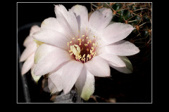 Mediolobivia pygmaea var. eos RH0330a