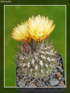 Neochilenia deherdtiana KK 114