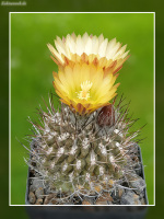 Neochilenia deherdtiana KK 114