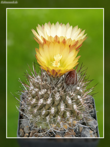 Neochilenia deherdtiana KK 114