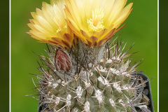 Neochilenia deherdtiana KK 114