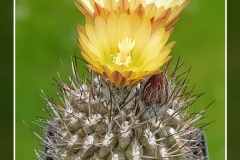 Neochilenia deherdtiana KK 114