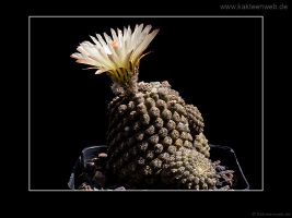Neochilenia imitans