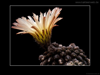 Neochilenia imitans Neochilenia imitans