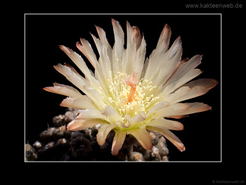 Neochilenia imitans Neochilenia imitans