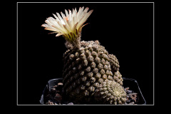 Neochilenia imitans