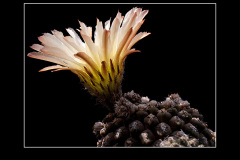 Neochilenia imitans