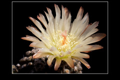 Neochilenia imitans