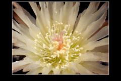 Neochilenia imitans