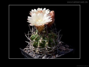 Neochilenia jussieui Neochilenia jussieui