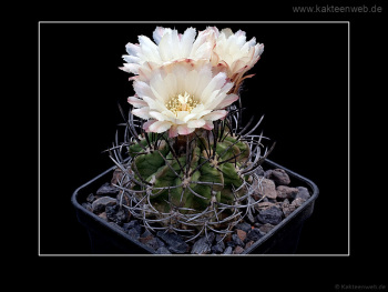Neochilenia jussieui Neochilenia jussieui