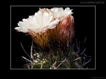 Neochilenia jussieui Neochilenia jussieui