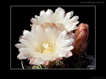 Neochilenia jussieui Neochilenia jussieui