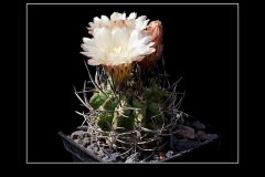 Neochilenia jussieui