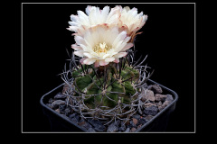 Neochilenia jussieui