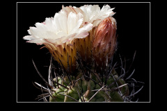 Neochilenia jussieui