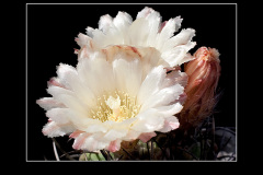 Neochilenia jussieui