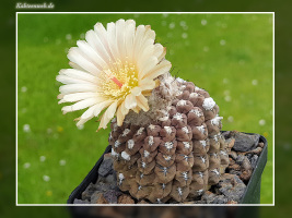 Neochilenia napina