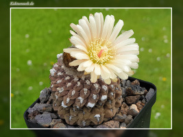 Neochilenia napina