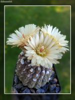 Neochilenia napina