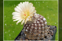 Neochilenia napina