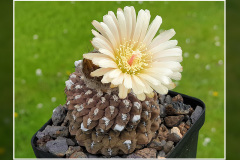Neochilenia napina