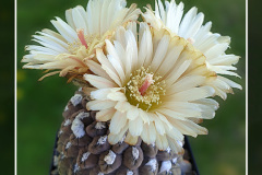 Neochilenia napina