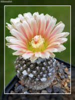 Neochilenia totoralensis L843