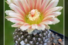 Neochilenia totoralensis L843