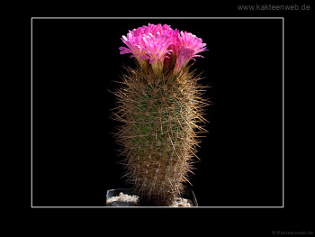 Neoporteria chilensis