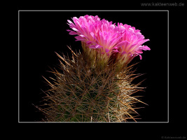 Neoporteria chilensis