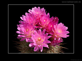Neoporteria chilensis