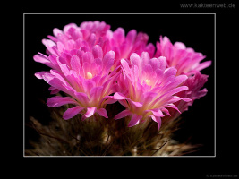 Neoporteria chilensis