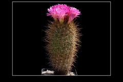 Neoporteria chilensis