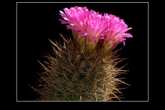 Neoporteria chilensis