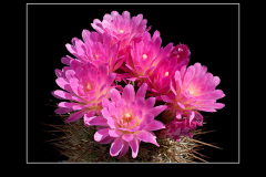 Neoporteria chilensis