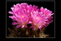 Neoporteria chilensis