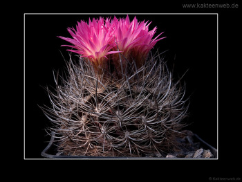 Neoporteria nidus var. gerocephala